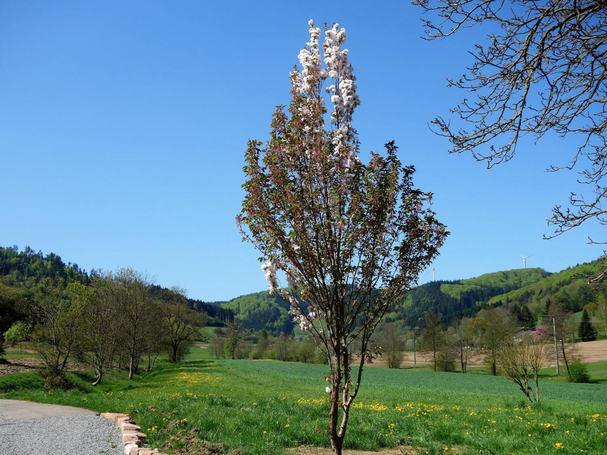 Ferienwohnungen Braun Seelbach  Kültér fotó